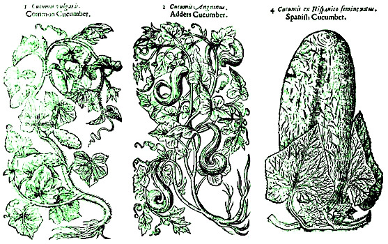 Cucumbers by John Gerard